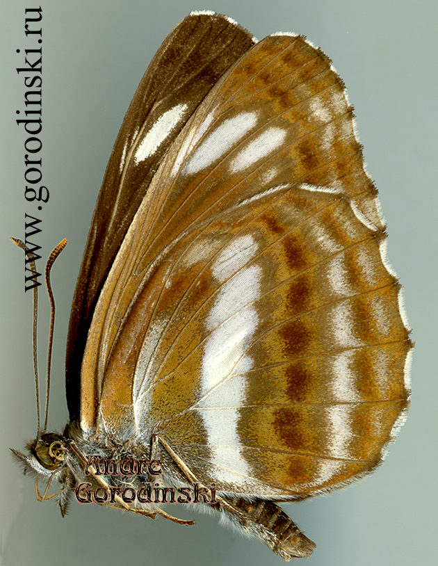 http://www.gorodinski.ru/nymphalidae/Neptis speyeri speyeri.jpg